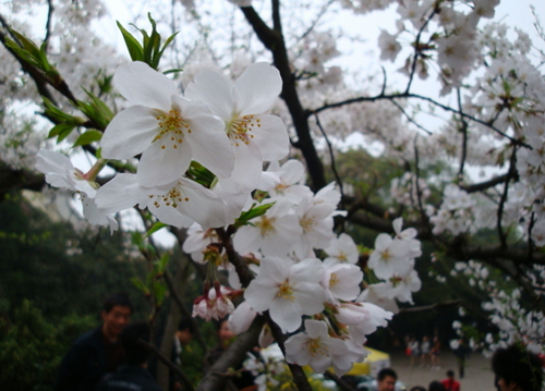 神農(nóng)架祭壇、天生橋、武當(dāng)山、李煥英拍攝地、古隆中、夜游唐城雙飛5日游